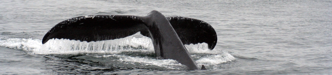 Humpback whale tail