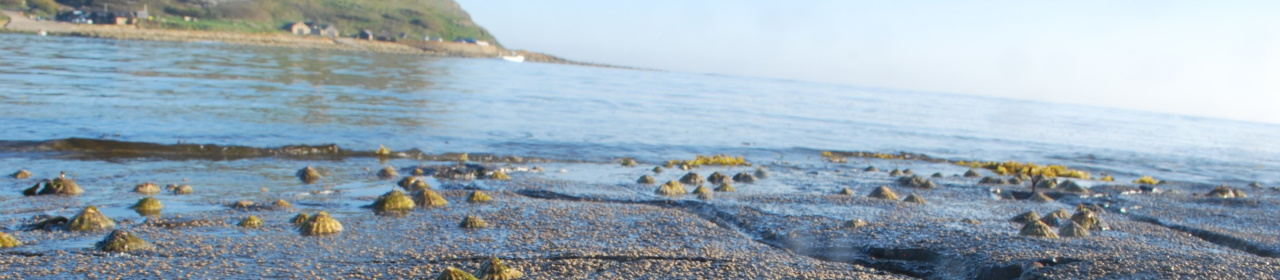 Intertidal rockyshore