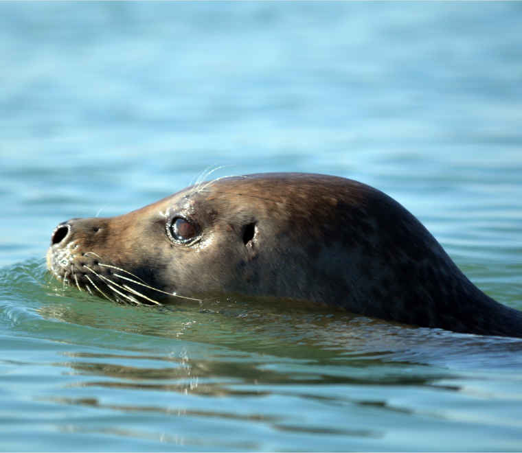 A photo of a common seal