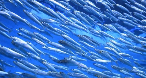school-of-sardines-671x361.jpg