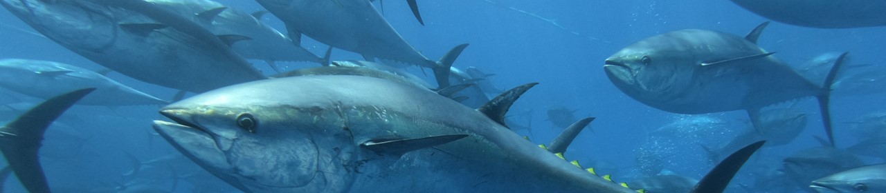 School of bluefin tuna