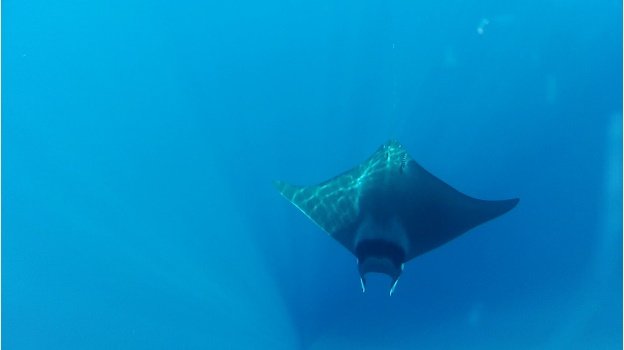 devil-ray.jpg