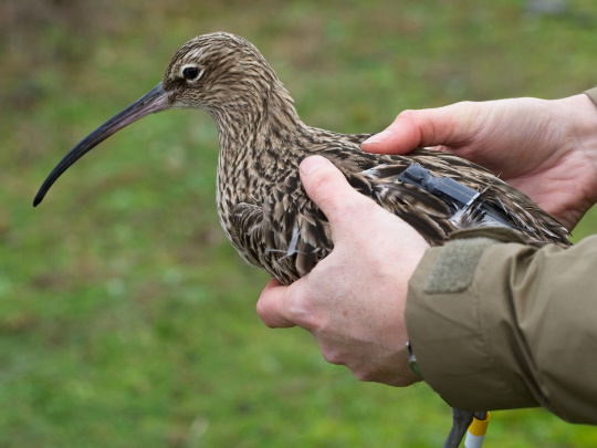 snipe-waterbird
