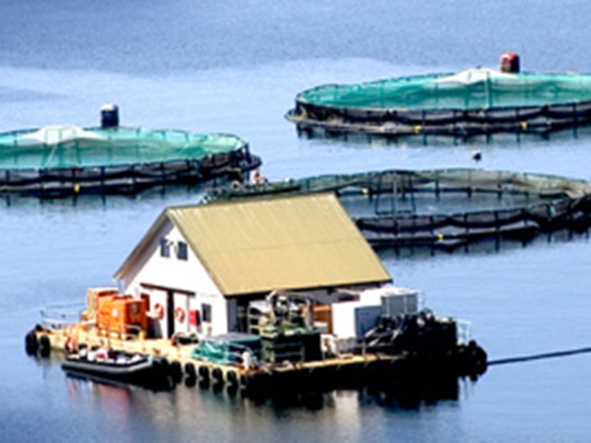 aquaculture fishfarm