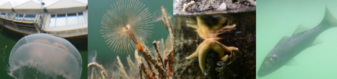 Underneath Town Quay Southampton collage