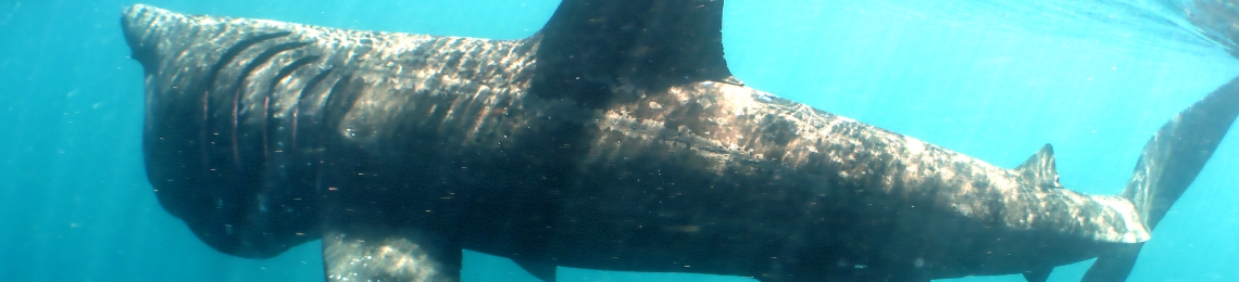 A photo of a basking shark underwater