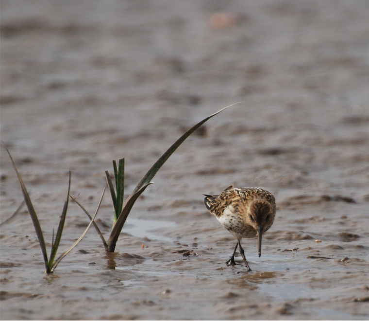 Dunlin