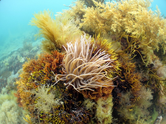 infralittoral rock square