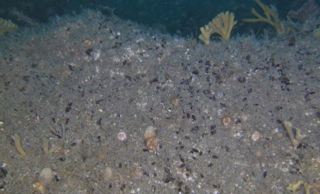 sponge-and-anthozoa.jpg