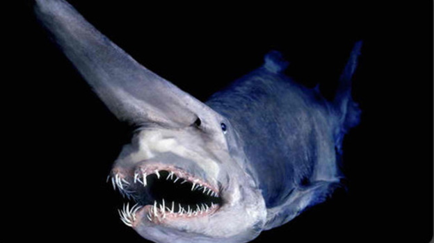 goblin-shark.jpg