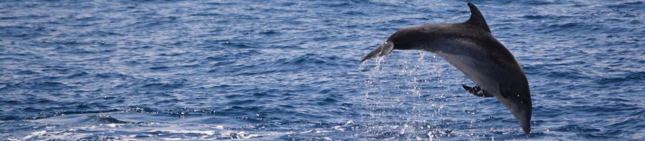 Bottlenose dolphin