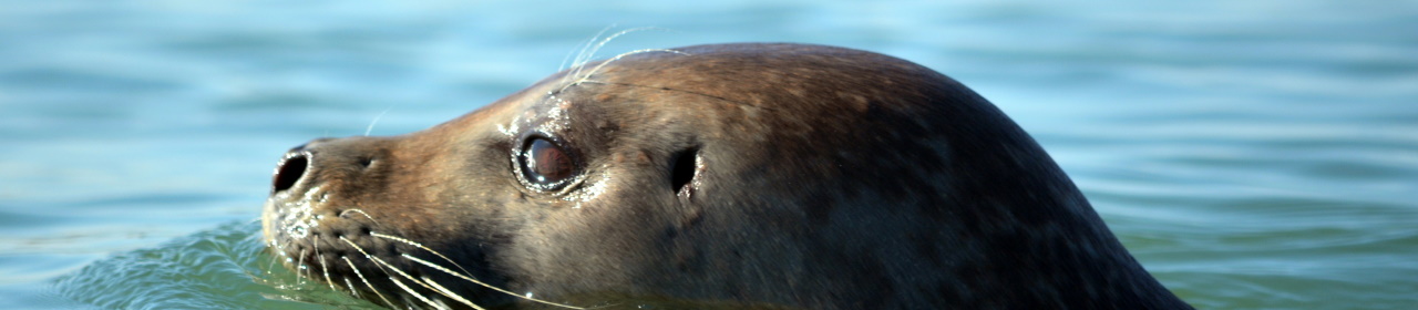 A photo of a common seal