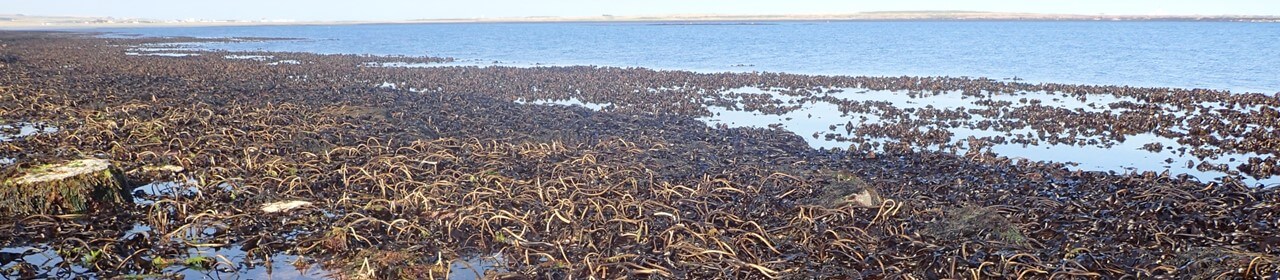 Kelp beds