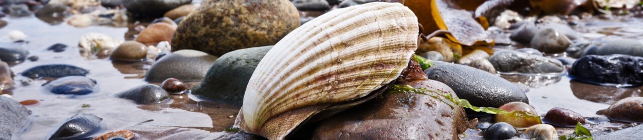 Queen scallop shell on a beach